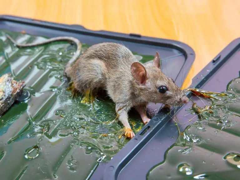 Are Glue Traps Toxic to Dogs: Understanding the Risks of Glue Traps for Your Pet